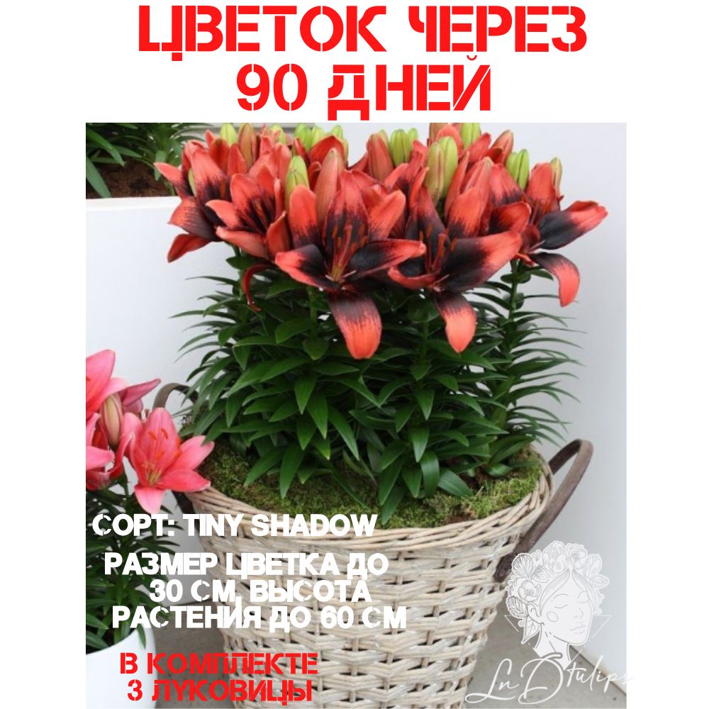 Луковицы Лилии Lndtulips купить по выгодной цене в интернет-магазине OZON  (1495431160)