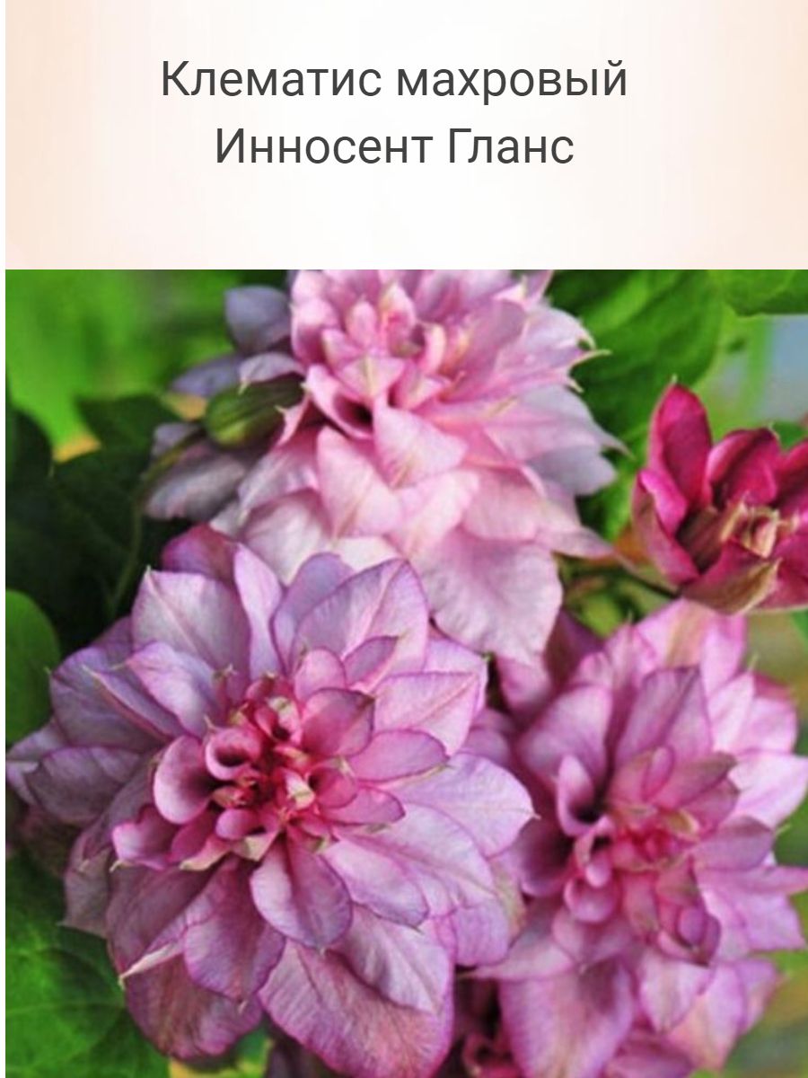 Клематис Купить Саженцы В Москве Саженцы Бори