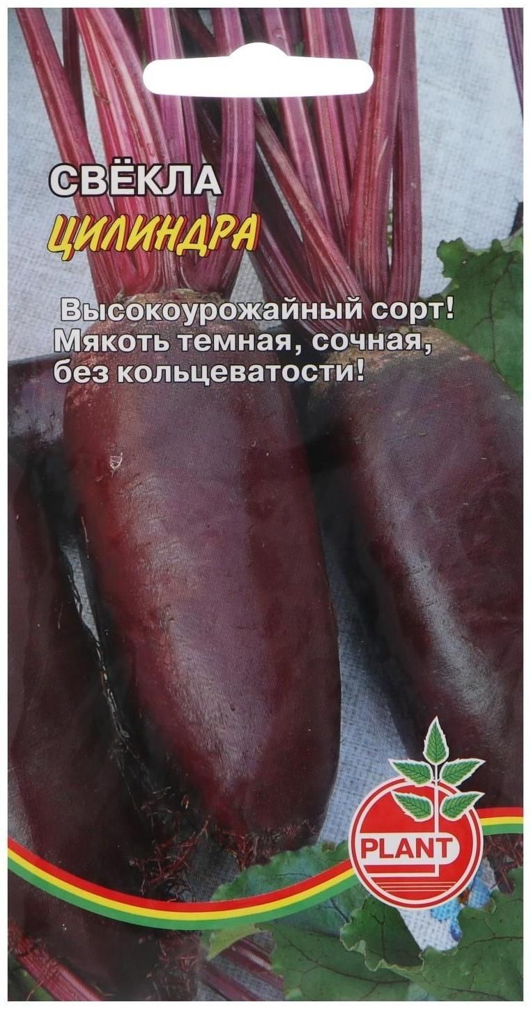 Сорт свеклы цилиндра. Свекла цилиндра. свекла цилиндрическая. свекла цилиндрическая семена. свекла цилиндра одноростковая.