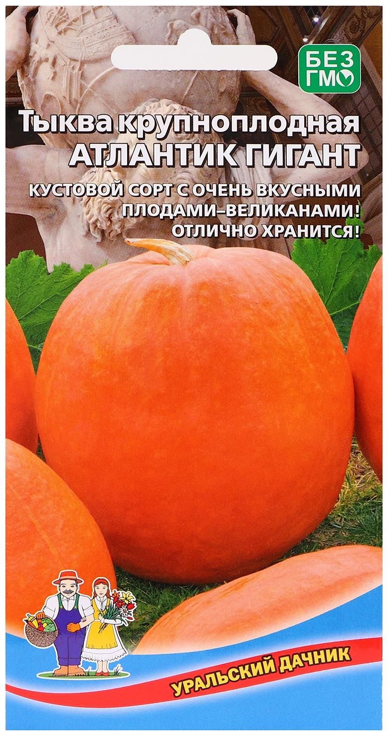 Atlantic giant семена. Гигант атлантики. Сорт тыквы биг мун. Семена тыква атлантик. Тыква сорт гигант атлантик.