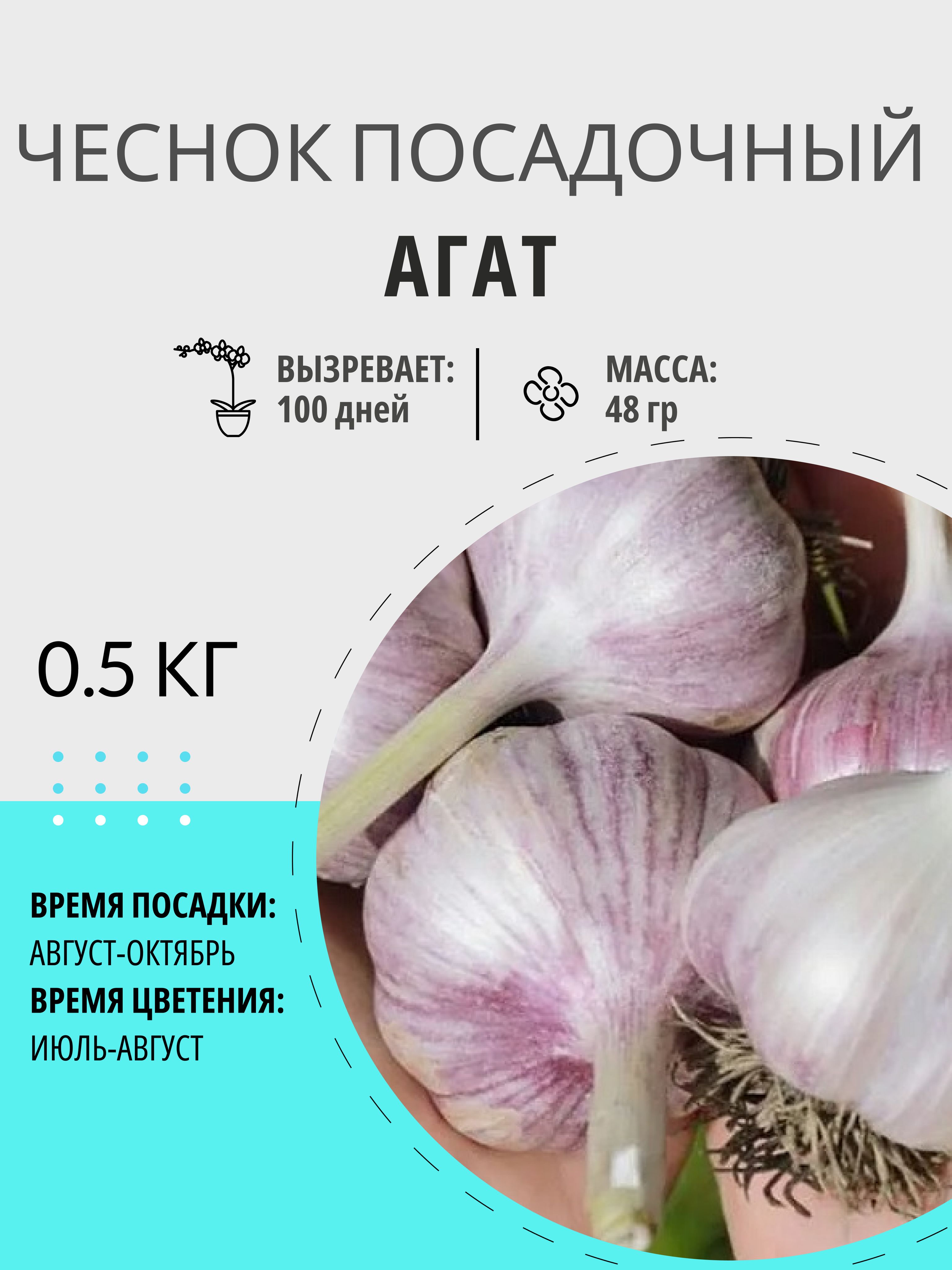 ЧеснокАгатпосадочныйозимый0.5кг