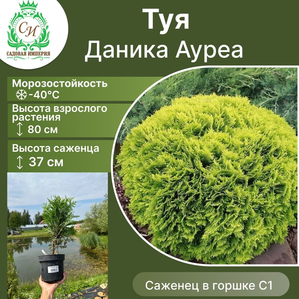 Туя Даника Ауреа Фото
