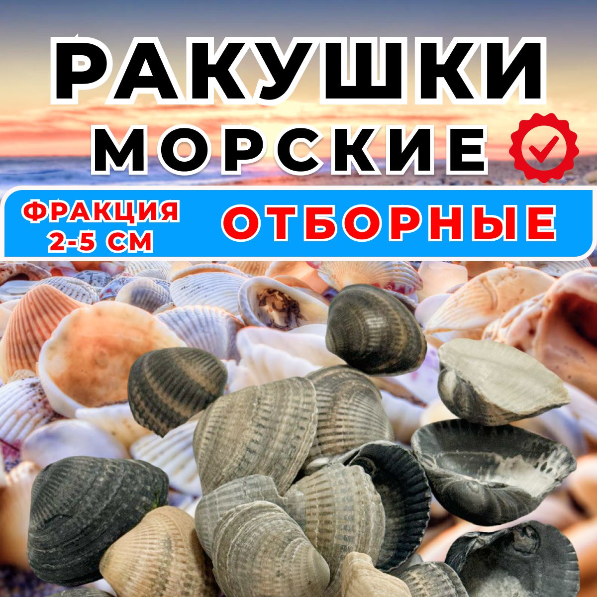 Ракушки морские натуральные 2-5см