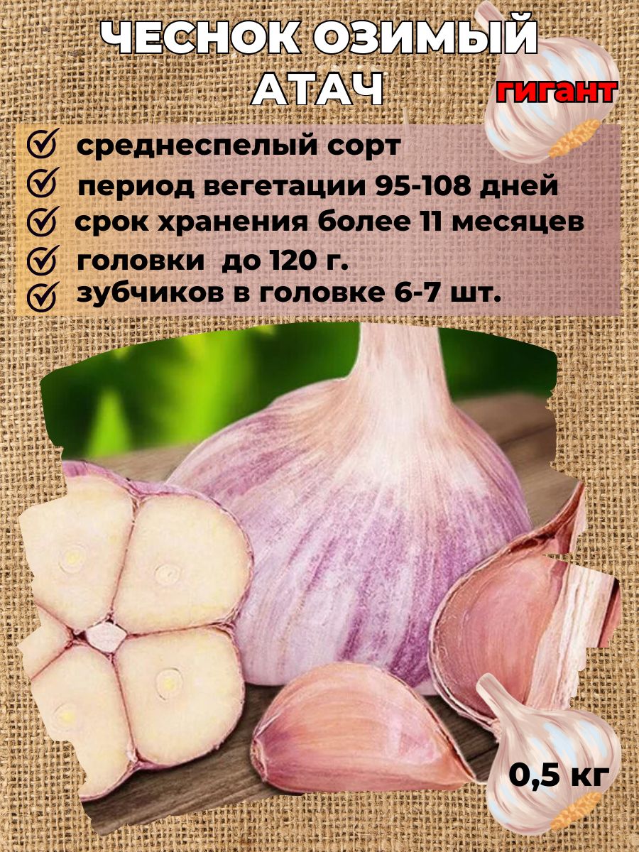 ЧеснокозимыйнапосадкуАтач0,5кг