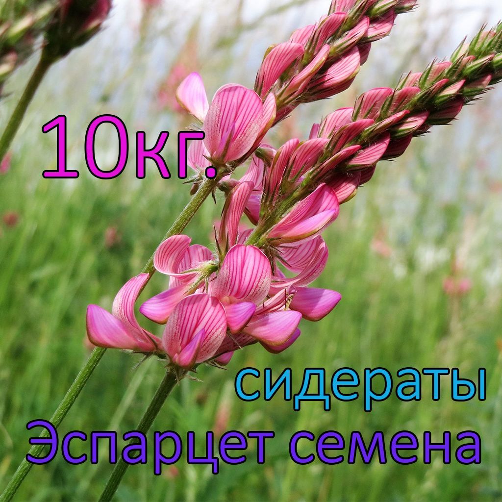 Эспарцет (семена, сидераты) 10кг.