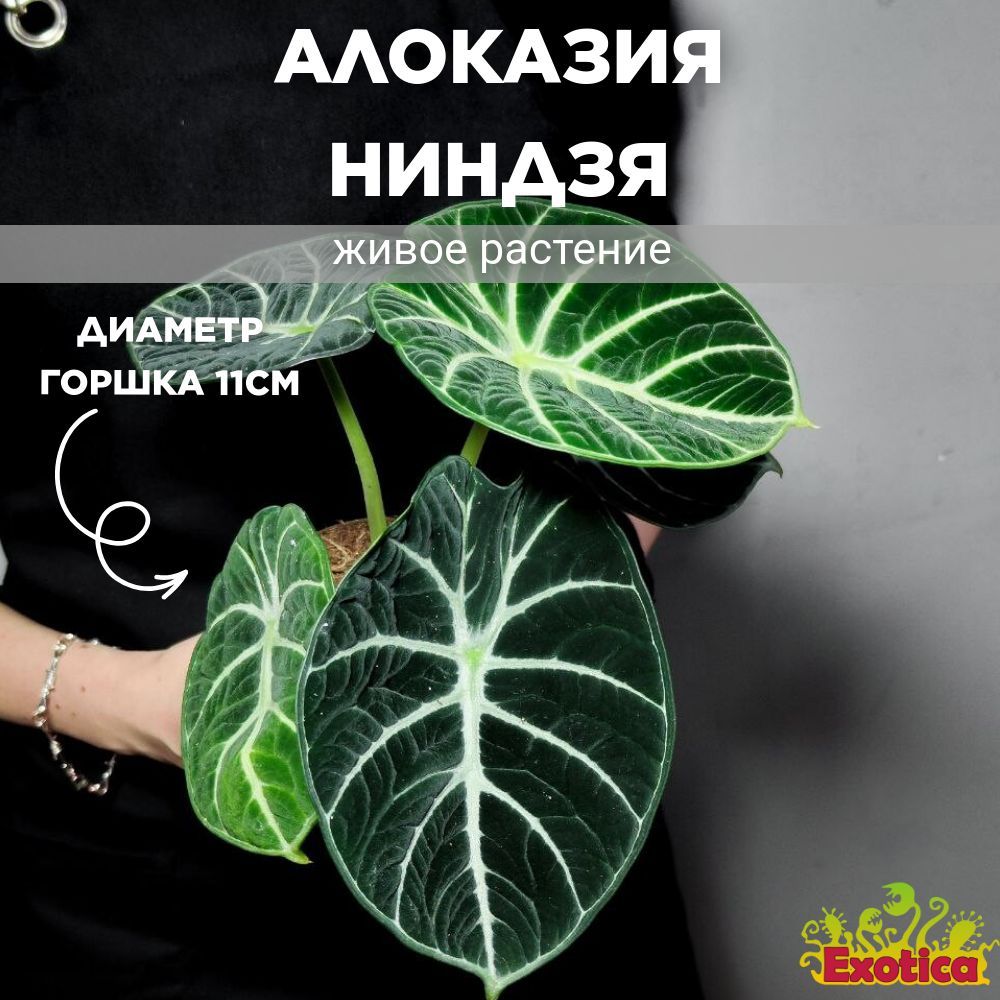 Алоказия Ниндзя (Alocasia Ninja) D11см