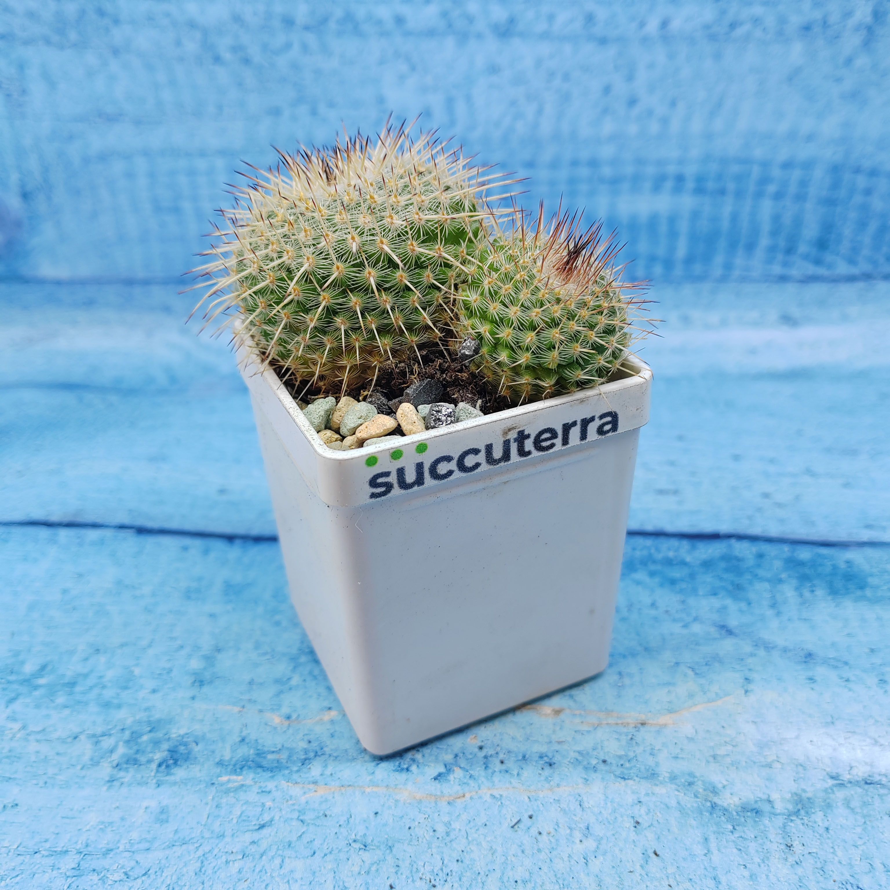 Кактус Mammillaria Parkinsonii (Маммилярия). Диаметр горшка 5 см. Субстрат Succuterra Classic и фирменный горшочек в комплекте.