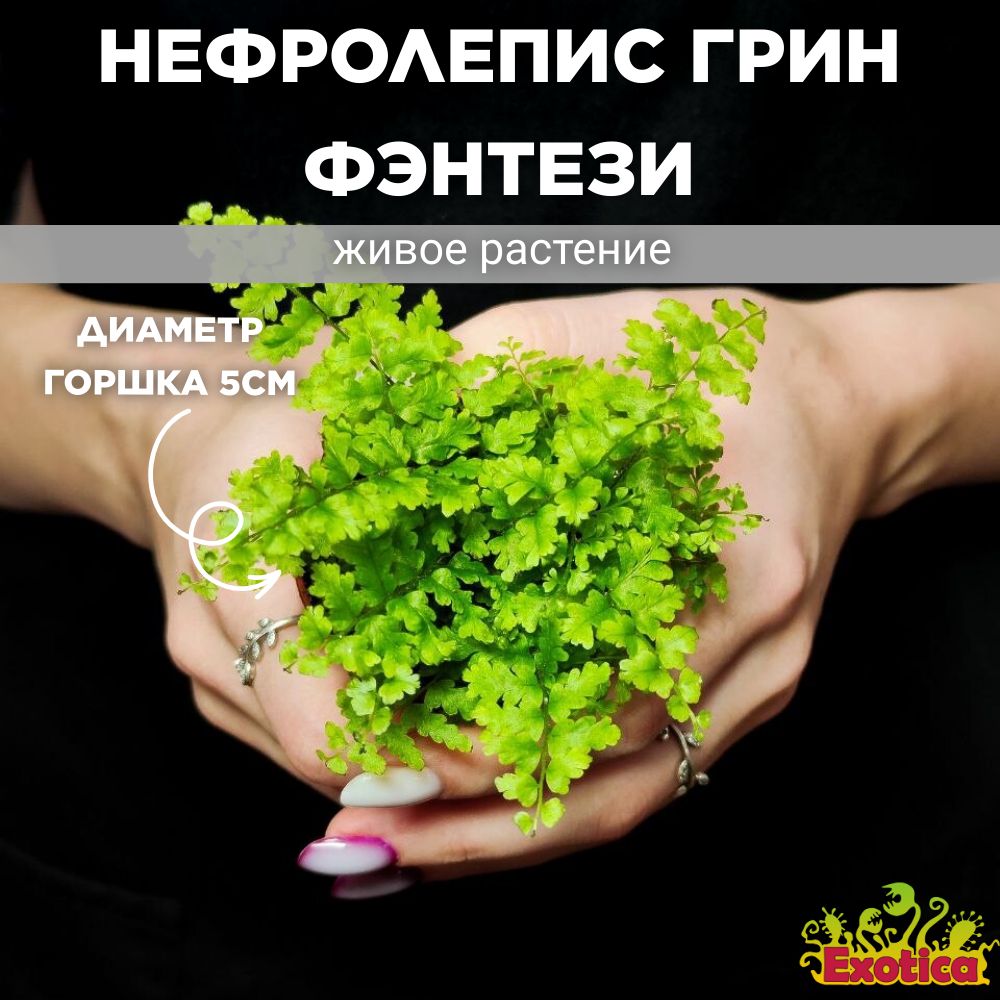 Нефролепис Грин Фэнтези (Nephrolepis Green Fantasy) D5см