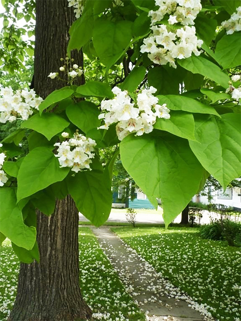 КатальпаПрекраснаяТалисман,Семена,20шт