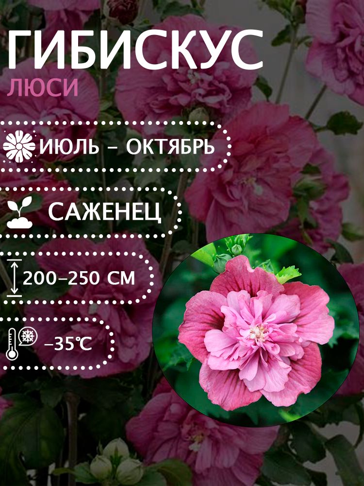 Гибискус сирийский "Люси" саженец.