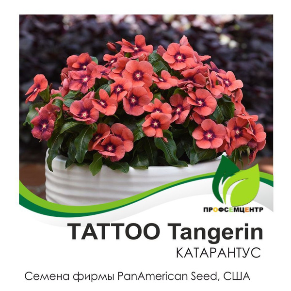 Катарантус PanAmerican Seed Катарантус - купить по выгодным ценам в ...