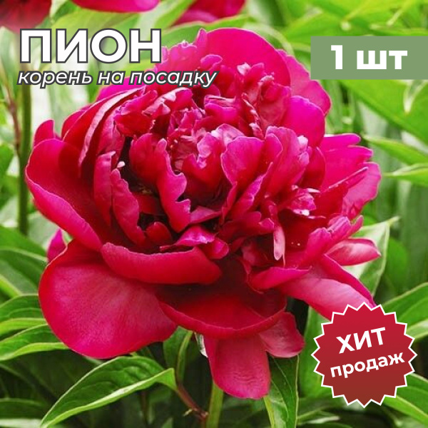 Пион саженцы/Корневище пиона на посадку "Адольф Руссо" (1 шт) купить на ...