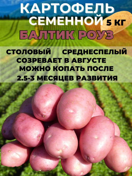 Клубни Картофель Russian Garden купить по выгодной цене в интернет ...