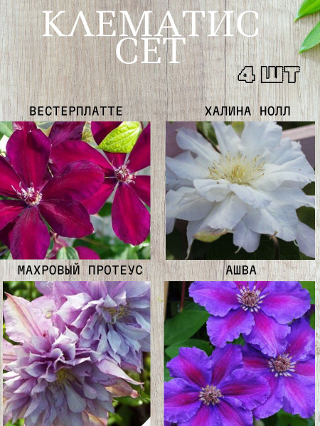 Луковицы Клематис, Клематисы купить по выгодной цене в интернет ...