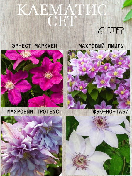 Луковицы Клематис, Клематисы купить по выгодной цене в интернет ...