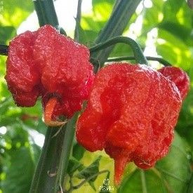 Перец острый Carolina Reaper - купить по выгодным ценам в интернет ...