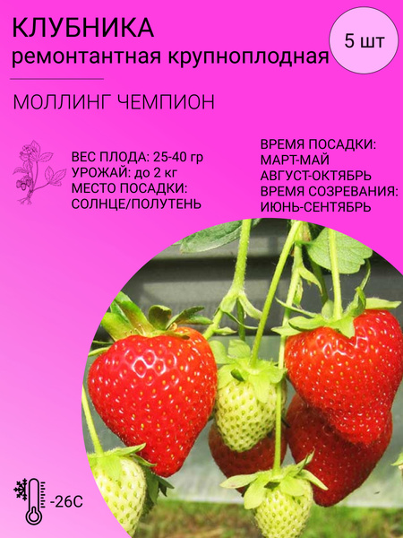 Клубника Клубника ремонтантная 5 шт - купить по выгодным ценам в ...