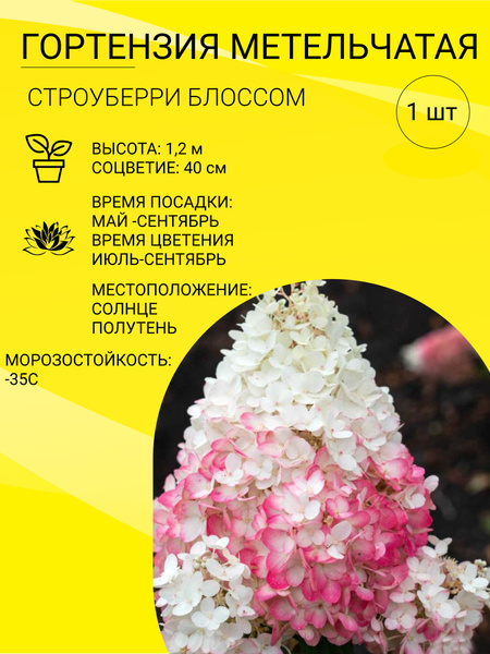 Гортензия Гортензия метельчатая саженец_Строуберри Блоссом - купить по ...