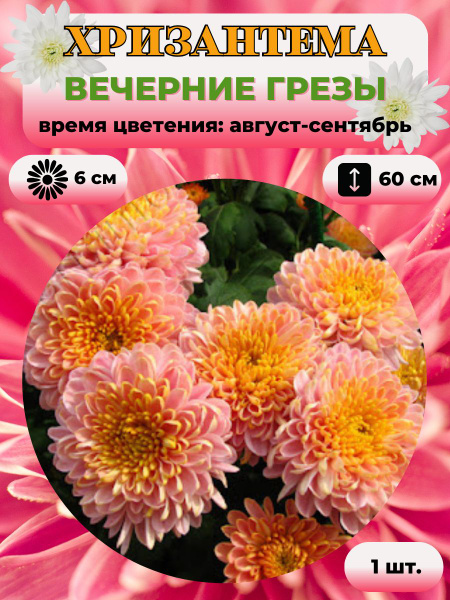 Хризантемы многолетние Magic Garden Хризантема саженец 1 шт. - купить ...
