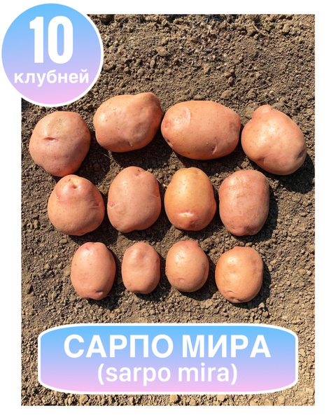 Картофель Картофель - купить по выгодным ценам в интернет-магазине OZON ...