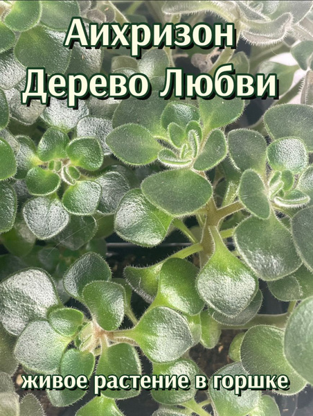 Комнатные растения Аихризон (Дерево любви), 1 шт - купить по выгодной ...