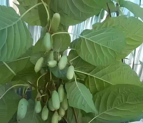 Рассада Актинидия Коломикта Вафельная, P8 (8х8х7см) ЗКС - купить с ...