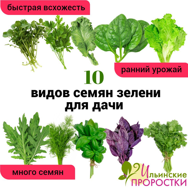Базилик, Укроп Ильинские проростки зелень для дачи - купить по выгодным ...