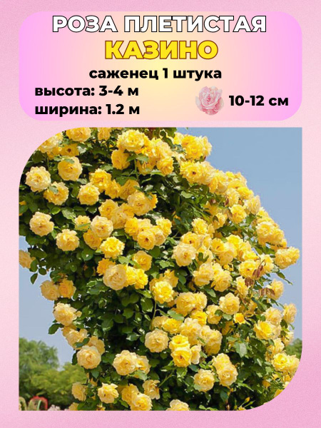 Роза Magic Garden Роза плетистая, саженец 1 шт. - купить по выгодным ...