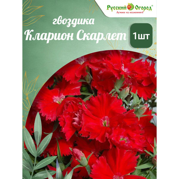 Гвоздика китайская Кларион Скарлет - купить с доставкой по выгодным ...