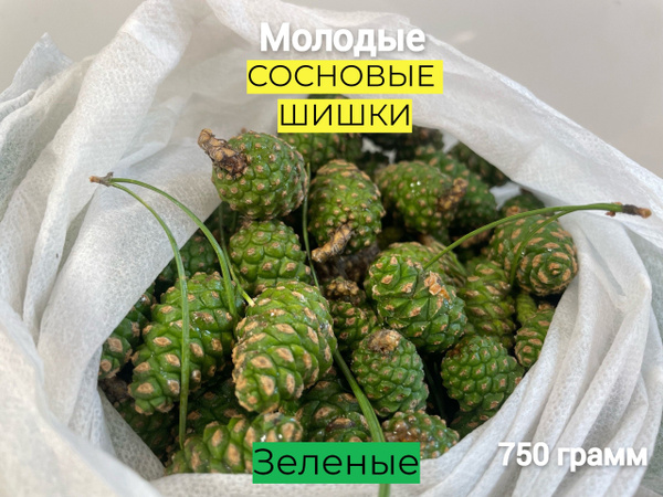 Молодая Зеленая Сосновая Шишка 750 грамм - купить с доставкой по ...