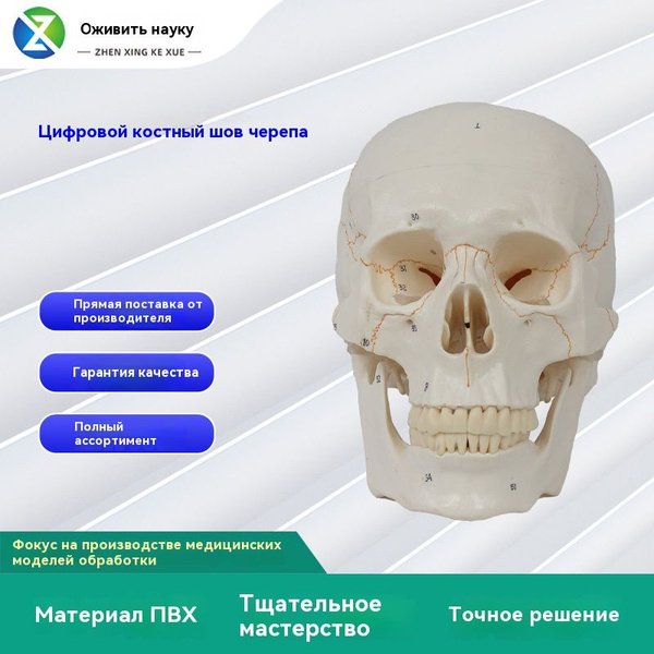 Анатомическая модель черепа с цифровой разметкой, учебная модель ...