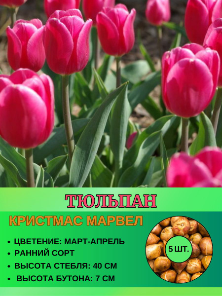 Луковицы Тюльпан Magic Garden купить по выгодной цене в интернет ...