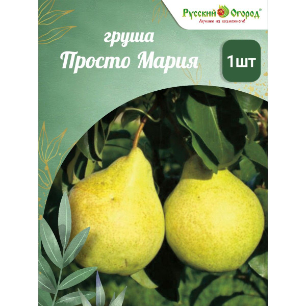 Груша Просто Мария - купить с доставкой по выгодным ценам в интернет ...
