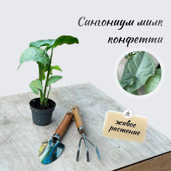 Сингониум белый, светло-зеленый, 6 дм, 1 шт - купить по выгодной цене в ...
