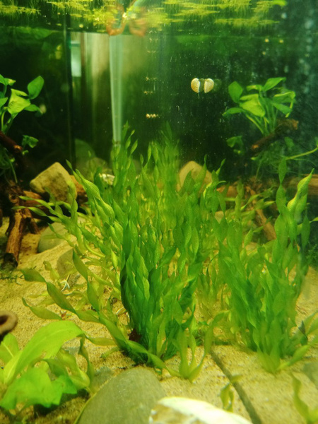 Валлиснерия спиральная 2 живых аквариумных растения купить на OZON по ...