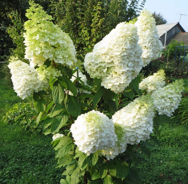 Гортензия метельчатая Геркулес саженец в горшке Р9 купить на OZON по ...