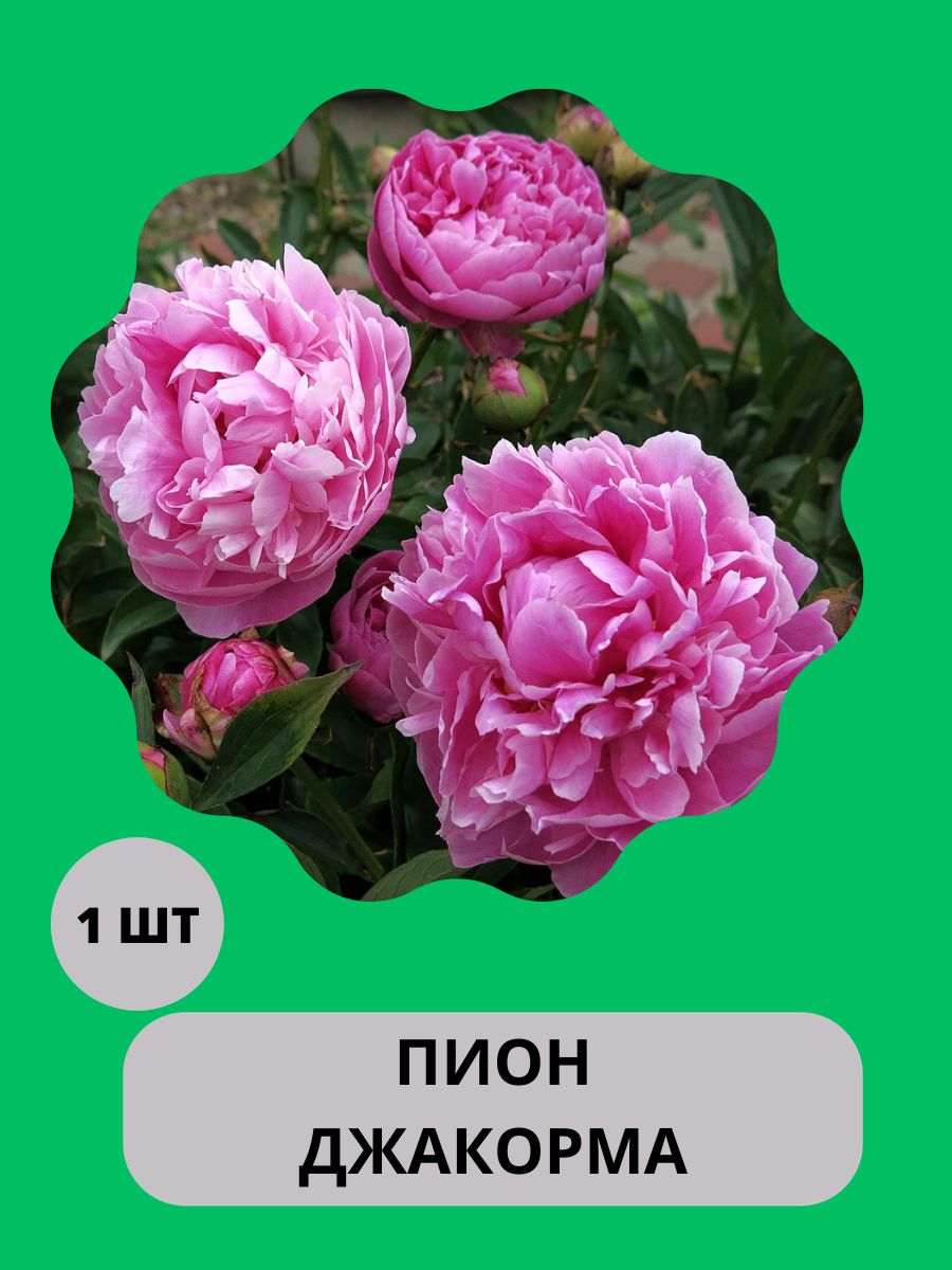 Где В Москве Можно Купить Клубневые Пионы