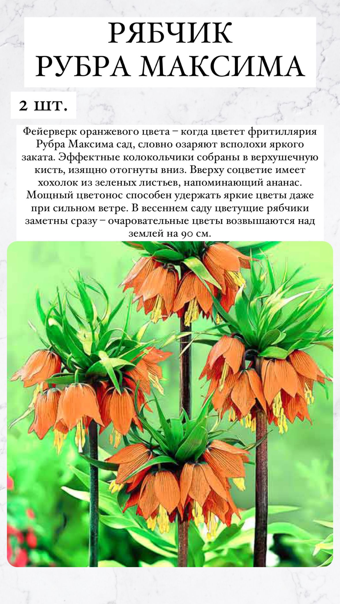 Купить Луковицы Рябчиков Недорого