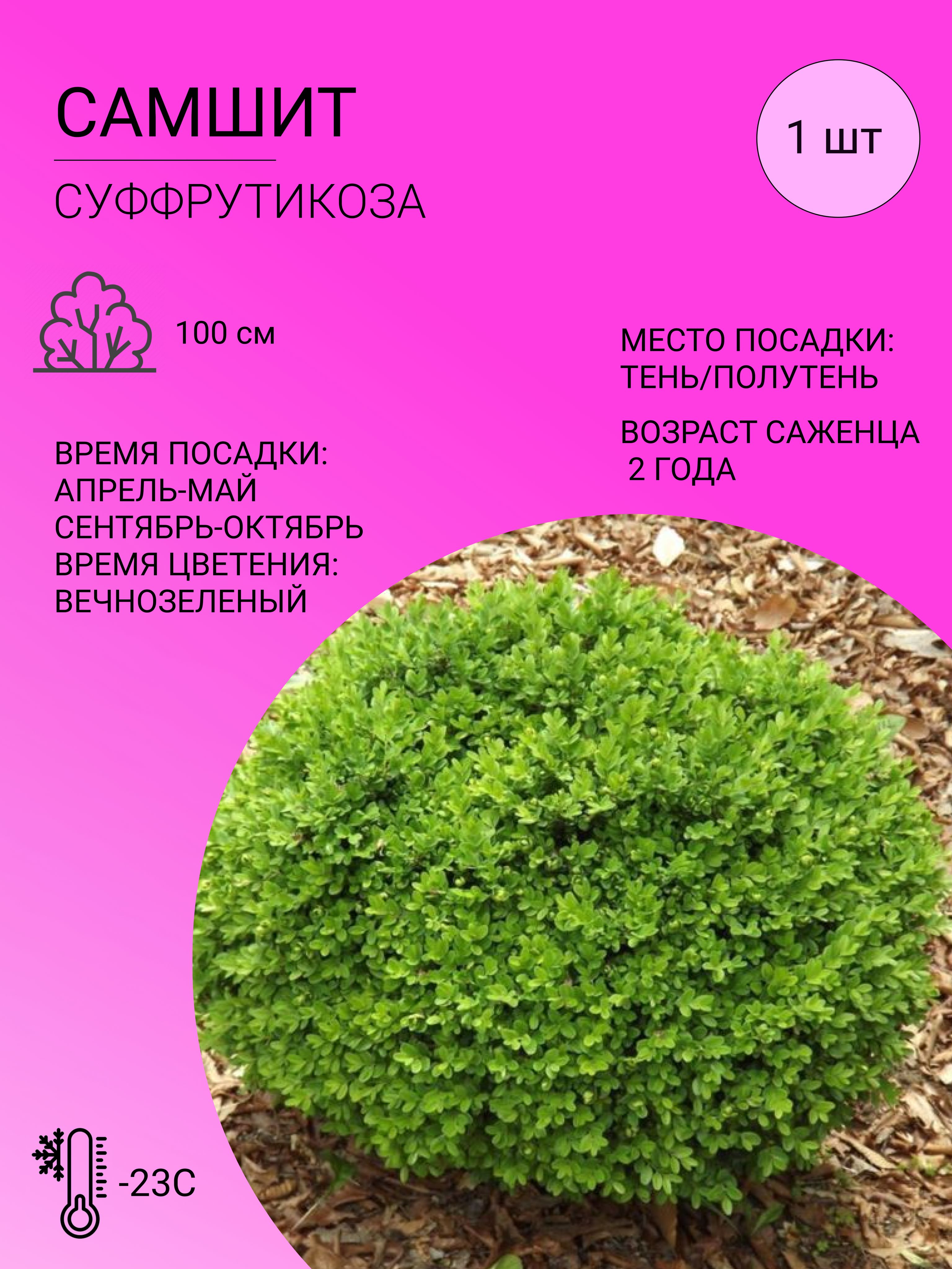 Самшит характеристика Самшит характеристика