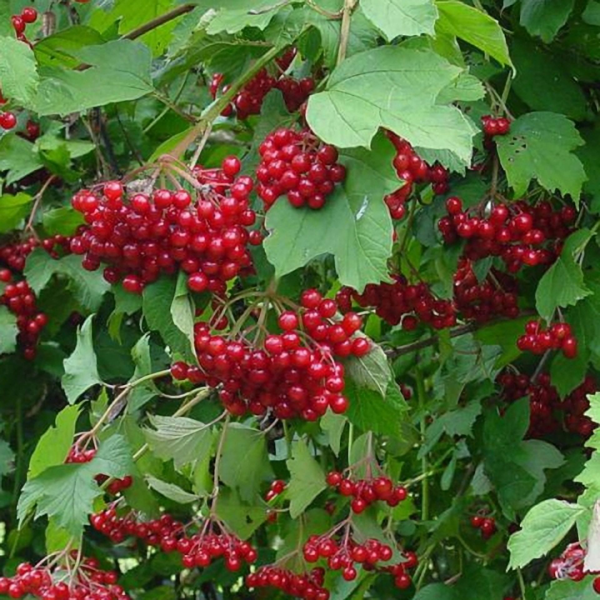 Калина красная