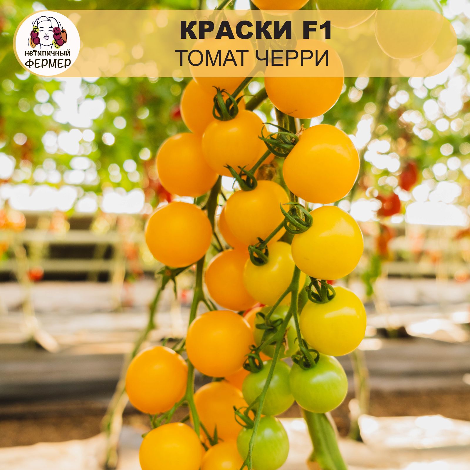 Семена Черри Краски Купить В Минске