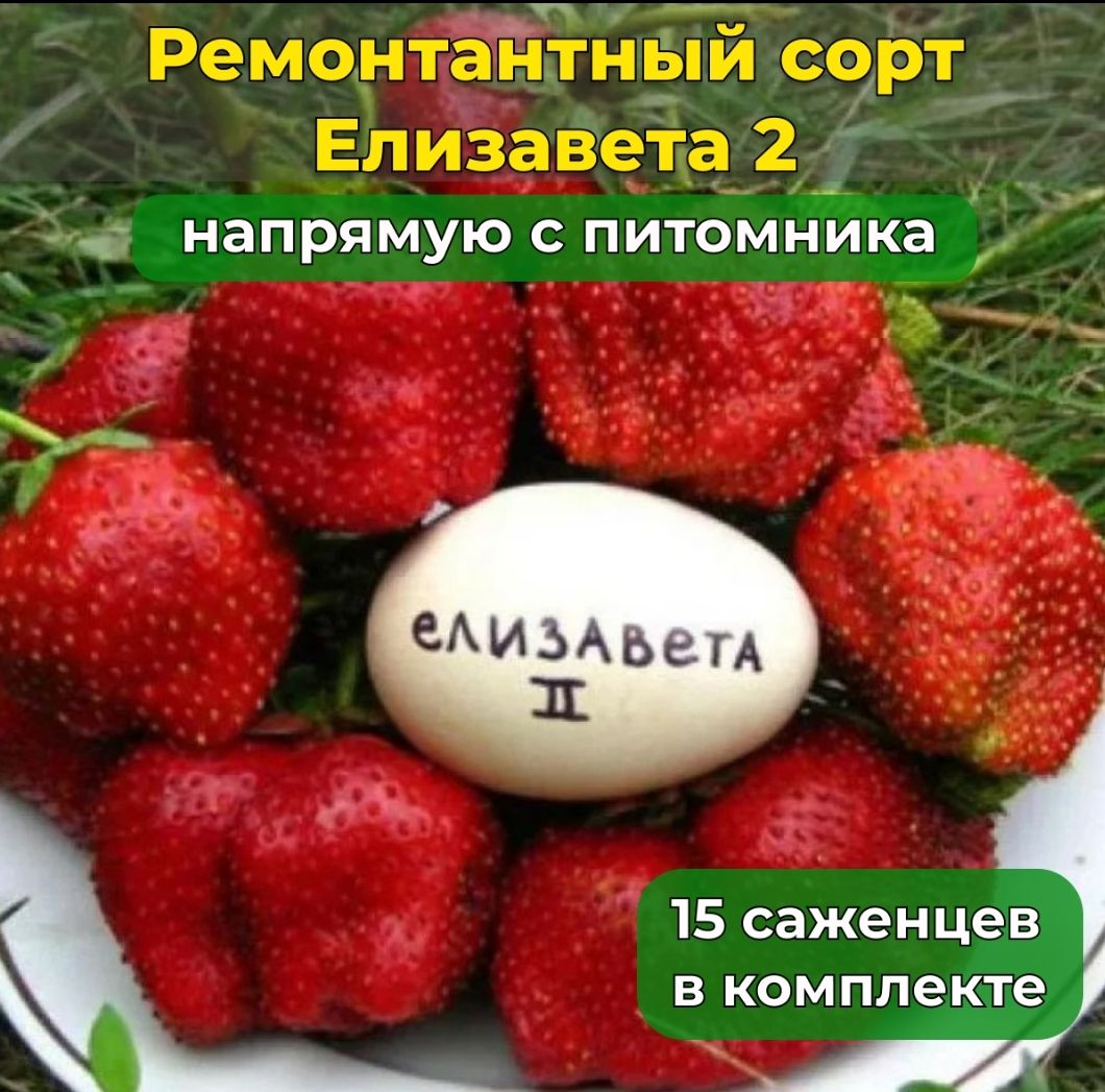 Купить Саженцы Клубника Елизавета