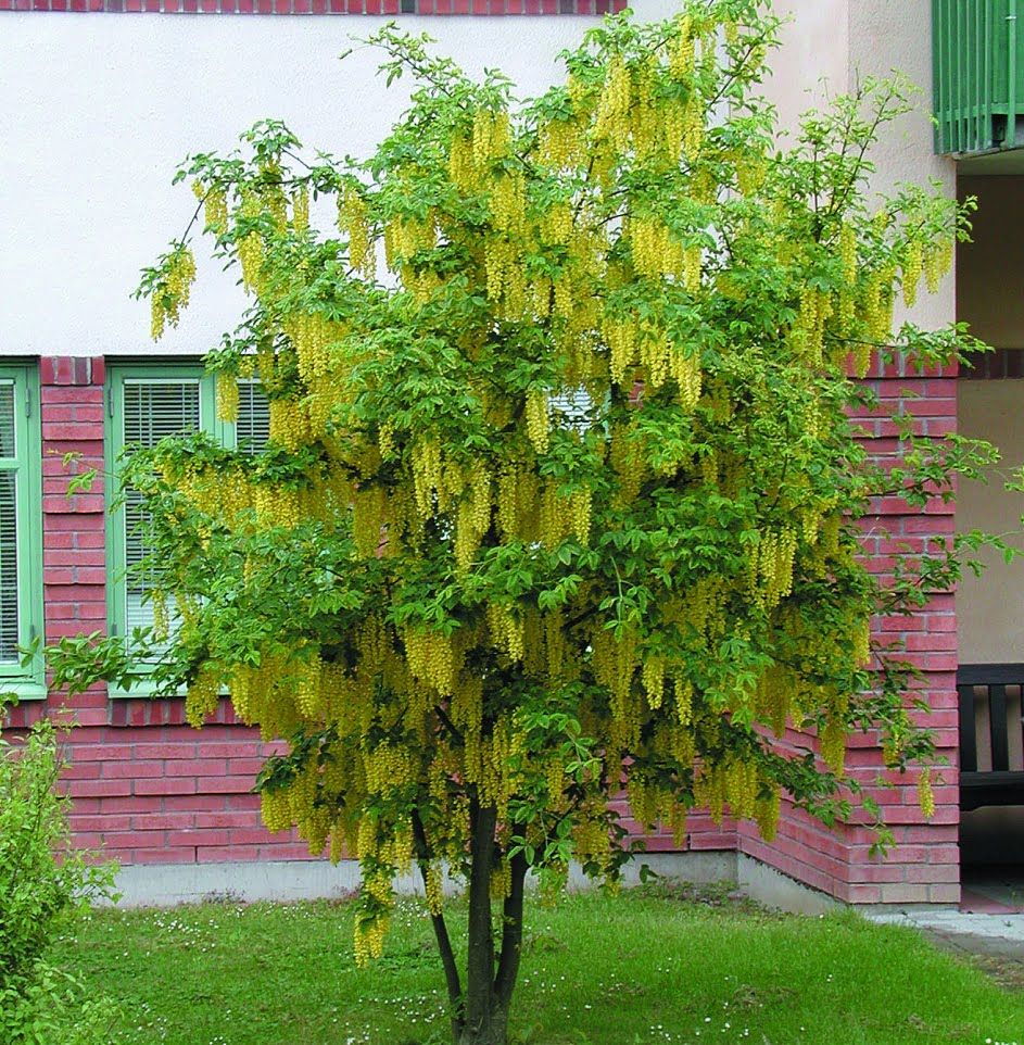 Акация желтая кустарник в ландшафтном дизайне