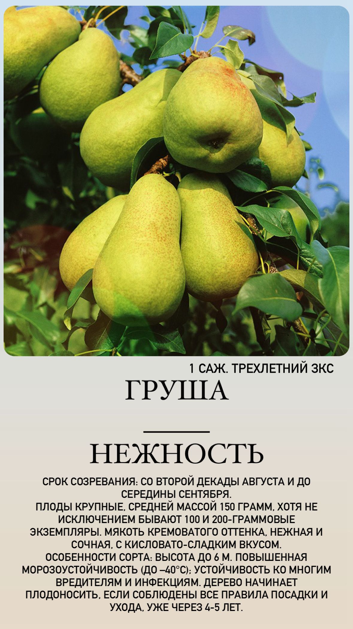 Семена Груши Уссурийской Купить