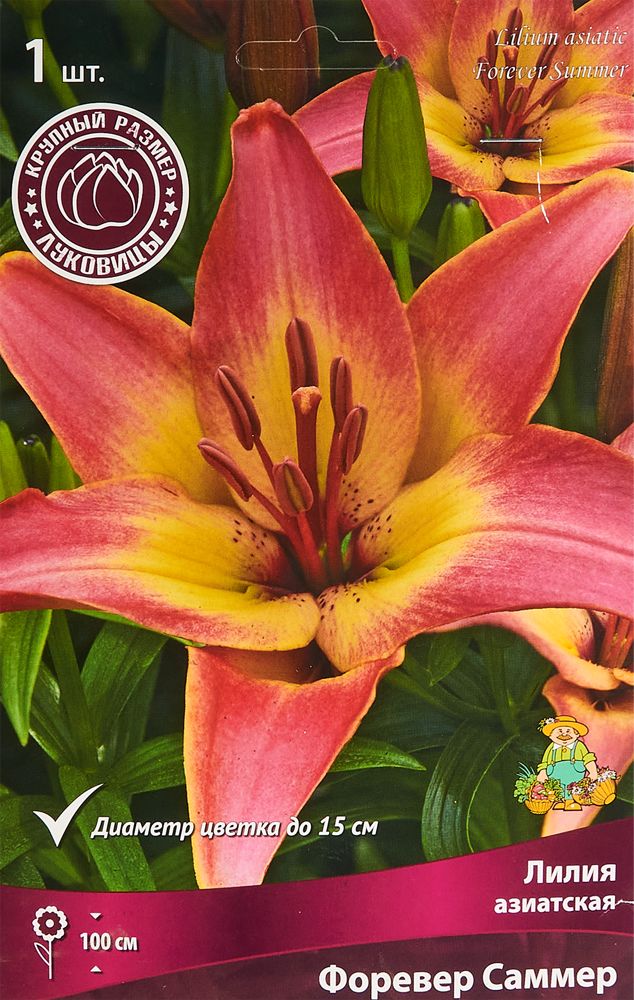 Купить Азиатские Лилии В Интернет Магазине