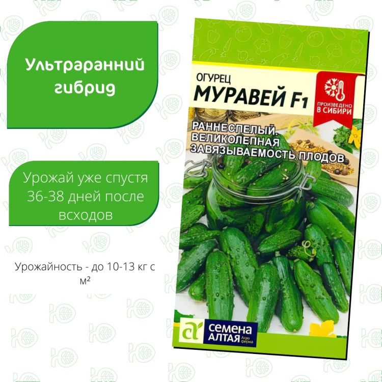 Огурец Муравей F1(图3)