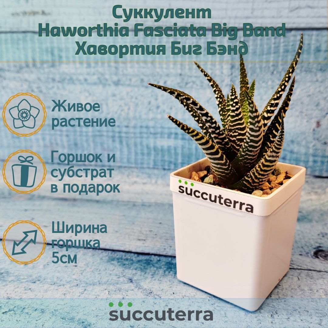 Суккулент Haworthia Fasciata Big Band (Хавортия). Диаметр горшка 5 см. Субстрат Succuterra Classic и фирменный горшочек в комплекте.