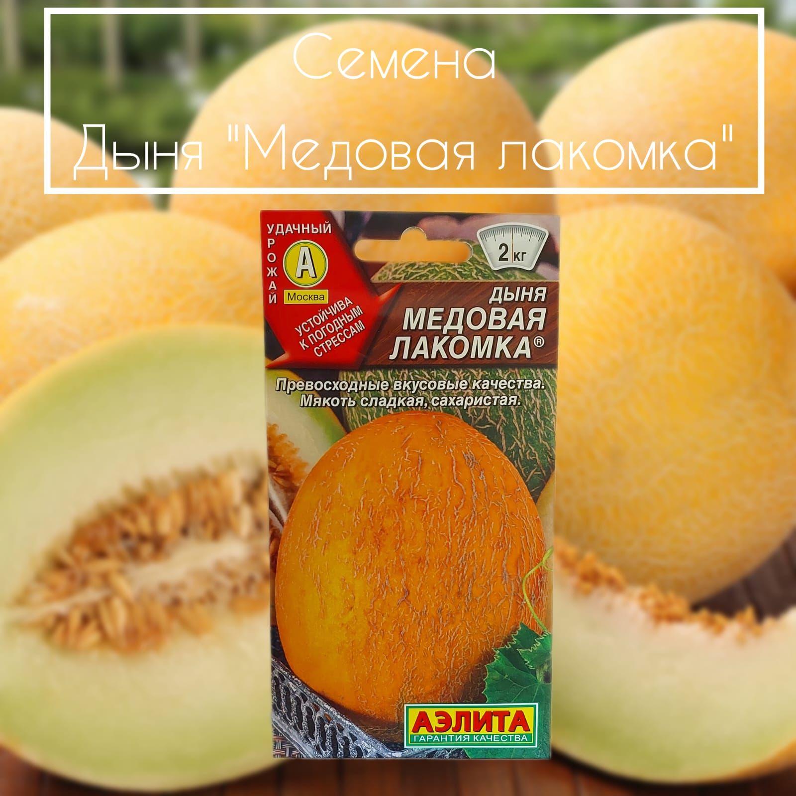 Дыня хризантема. Дыня хризантема