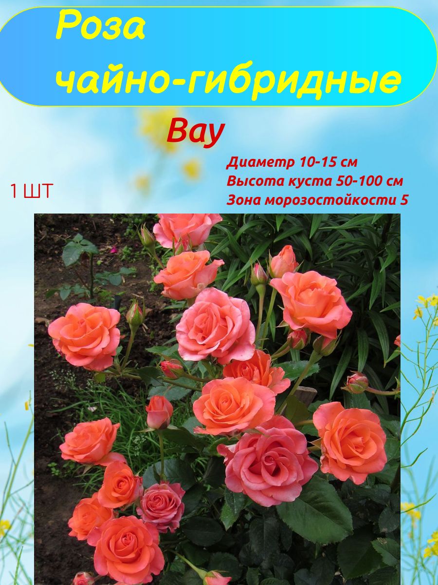 Роза, Роза...