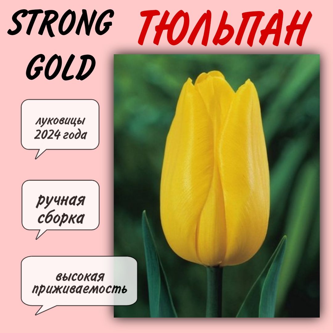 Тюльпан Strong Gold Фото